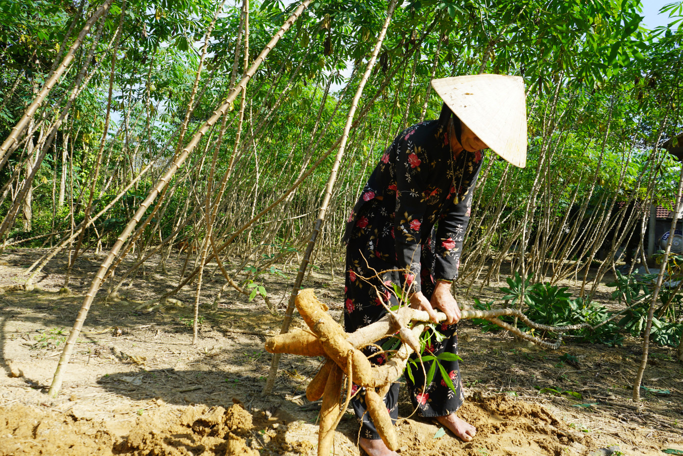 Nhổ củ sắn đem về chế biến các món ăn